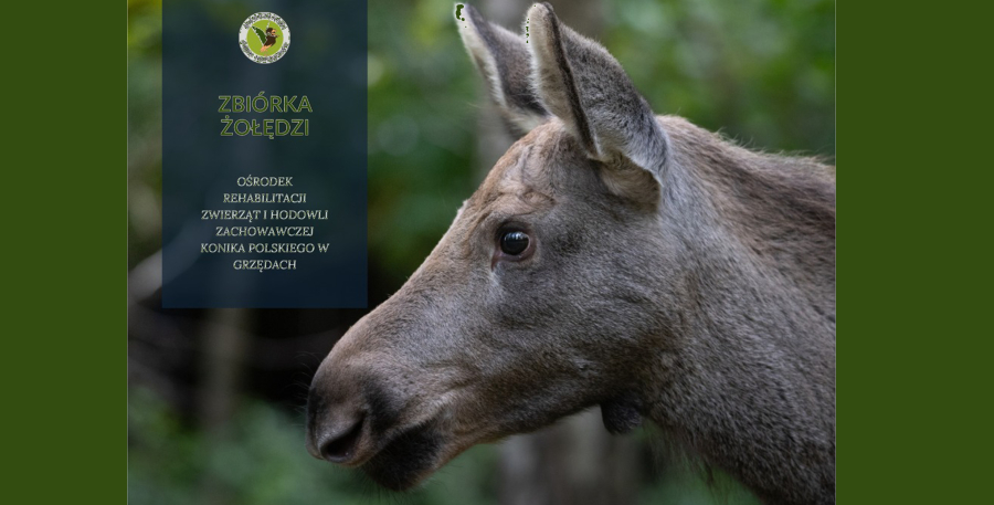 Zbiórka żołędzi dla podopiecznych Ośrodka Rehabilitacji Zwierząt.