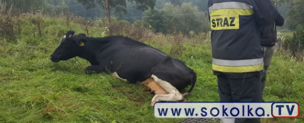 NA SYGNALE: Krowa uratowana przez strażaków [Zdjęcia]