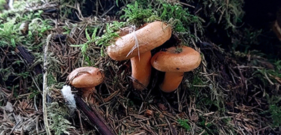 Grzyby – nie tylko do koszyka.