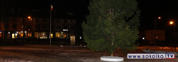 W Parku Miejskim w Dąbrowie Białostockiej zagościła żywa choinka [Zdjęcia]