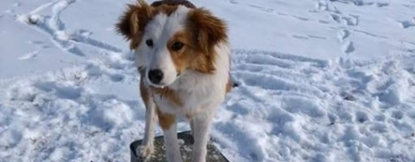 Pies wrócił do domu [Aktualizacja]