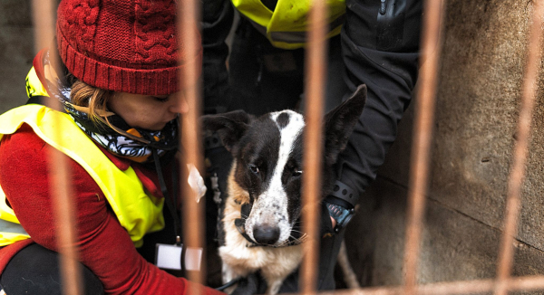 Pogotowie dla Zwierząt: policja w największym schronisku dla ps&oacute;w