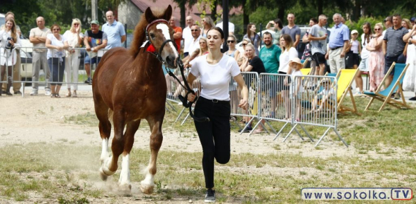 Ponad 30 koni zaprezentowało się na wystawie regionalnej w Dąbrowie Białostockiej [Film i Zdjęcia]