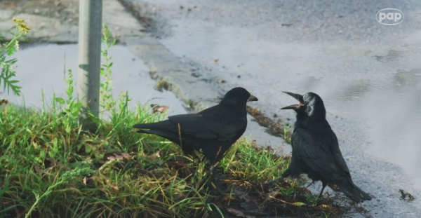  PAP MediaRoom &ndash; kadr z filmu