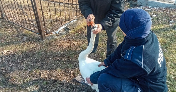 Tym razem policjanci pomogli… łabędziowi