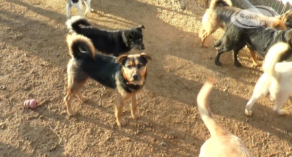 Zbi&oacute;rka dla sok&oacute;lskiego schroniska