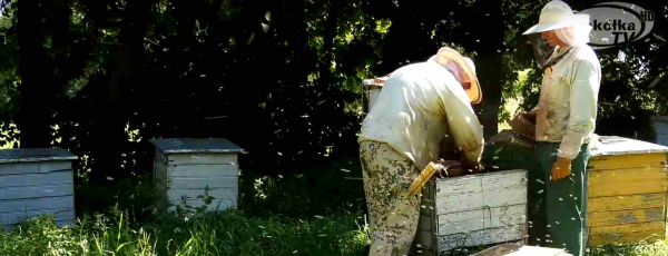 8 sierpnia obchodzimy Dzień Pszczół [Film]