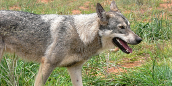 Informacja Powiatowego Inspektoratu Weterynarii w Sok&oacute;łce dotycząca wścieklizny