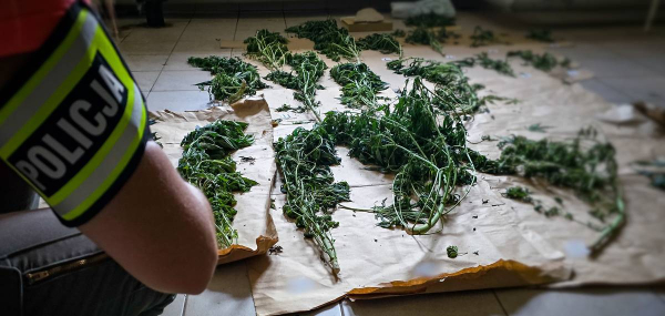 150 gramów marihuany i 18 krzewów konopi przejęli sokólscy policjanci [Zdjęcia]