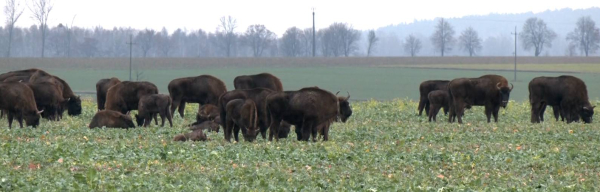 Żubry na terenie powiatu sokólskiego