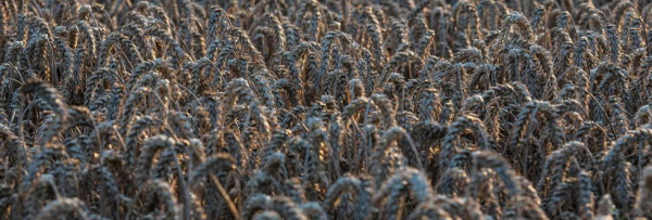 "DGP": Niszczony spichlerz świata