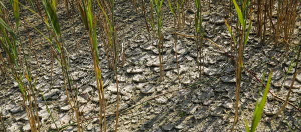 Hydrolog: jest bardzo sucho, a będzie jeszcze gorzej