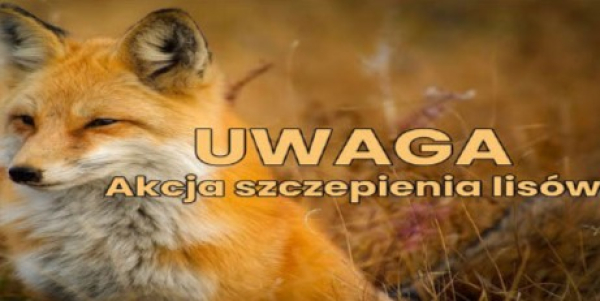 Rozpoczyna się akcja szczepienia lis&oacute;w przeciwko wściekliźnie