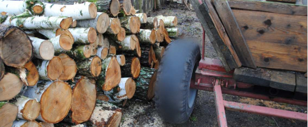 67-latek kradł drzewo z działki leśnej